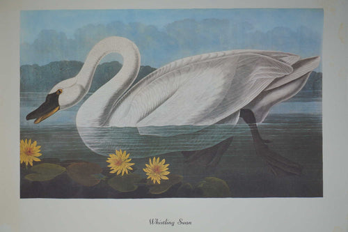 Whistling Swan