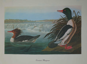 Common Merganser