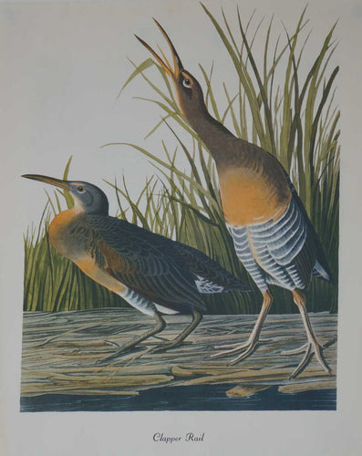 Clapper Rail