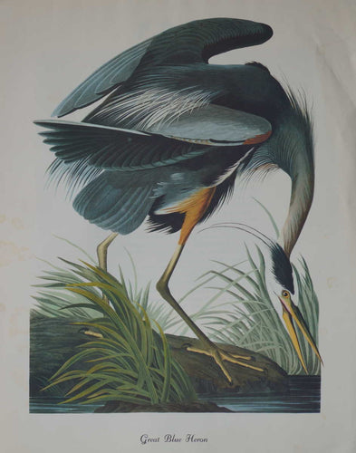 Grant Blue Heron